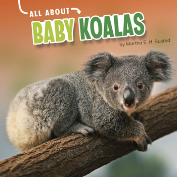 Hardcover All about Baby Koalas Book