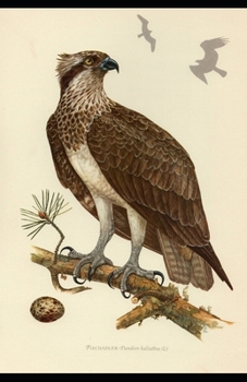 The Sea-Hawk Illustrated