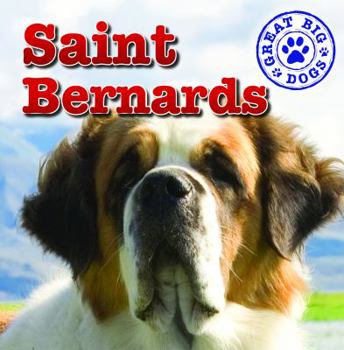 St. Bernards