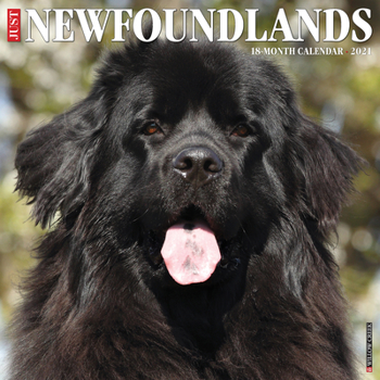 Calendar Just Newfoundlands 2021 Wall Calendar (Dog Breed Calendar) Book