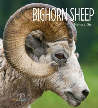 Bighorn Sheep - Book  of the Living Wild