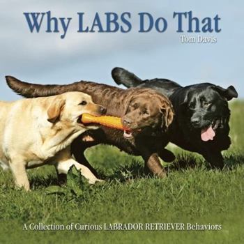 Hardcover Why Labs Do That: A Collection of Curious Labrador Retriever Behaviors Book