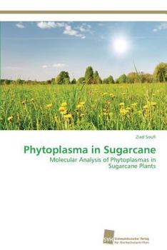 Paperback Phytoplasma in Sugarcane Book