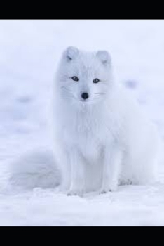 Paperback Arktiese Jakkalse: 'n Verlatende Kompentium [Afrikaans] Book