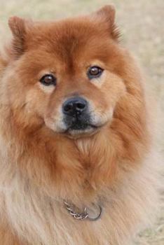 Paperback Chow Chow Dog Notebook Book