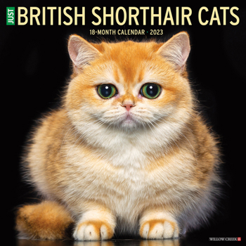 Calendar British Shorthair Cats 2023 Wall Calendar Book