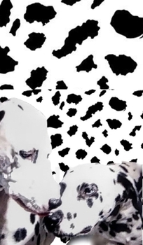 Hardcover dalmatian drawing writing journal: dalmatian drawing writing journal sir Michael Huhn designer edition Book