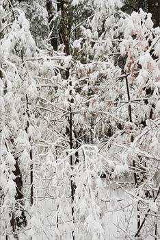 2020 Weekly Planner Winter Season Nature Photo 134 Pages: 2020 Planners Calendars Organizers Datebooks Appointment Books Agendas