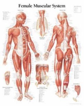 Unknown Binding Muscular System Female Chart: Laminated Wall Chart Book