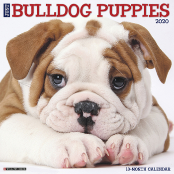 Calendar Just Bulldog Puppies 2020 Wall Calendar (Dog Breed Calendar) Book