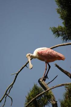 Paperback Roseate Spoonbill Journal: 150 page lined notebook/diary Book