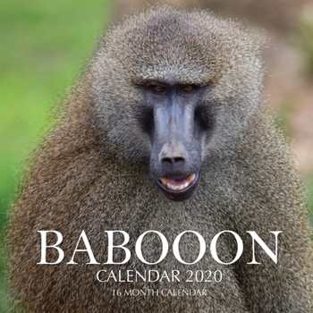 Paperback Baboon Calendar 2020: 16 Month Calendar Book