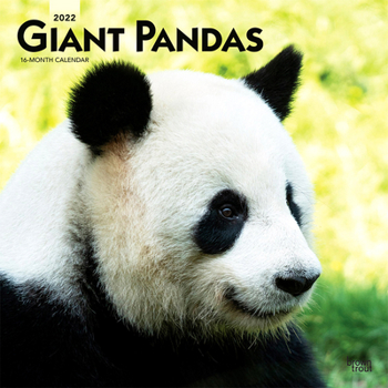 Giant Pandas 2022 12 x 12 Inch Monthly Square Wall Calendar, Wildlife Zoo Animals Bears