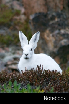 Notebook: Arctic Hare, Hase, Kaninchen, Weiss Notizbuch / persönliches Tagebuch / Schreibheft / Logbuch / Planer / Vokabelheft / Notizen - 6 x 9 Zoll ... Seiten mit Datumslinie, glänzendes Cover.