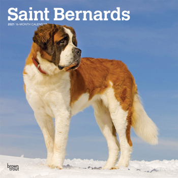 Calendar Saint Bernards 2021 Square Book