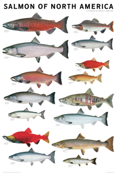 Misc. Salmon of North America Poster Book