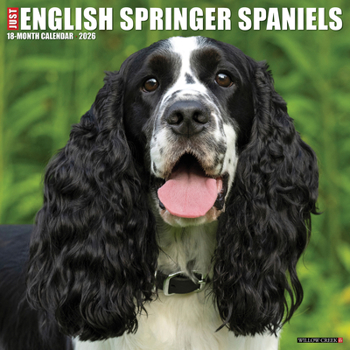 2026 English Springer Spaniels 12 x 12 Wall