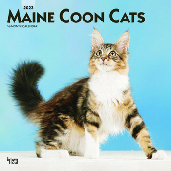 Calendar Maine Coon Cats 2023 Square Book