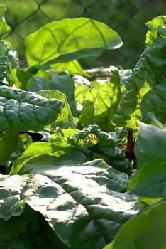 Paperback Growing Vegies Notebook Book