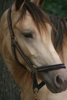 Paperback Horseback Rider Dot Grid Notebook: For Design, Sketching, Notes, & Bullet Lists Book