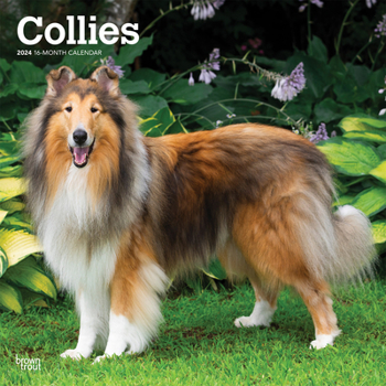 Calendar Collies 2024 Square Book