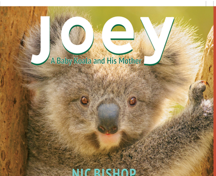 Hardcover Joey: A Baby Koala and His Mother Book