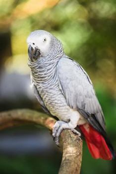 Paperback African Grey Parrot Journal: 150 page lined notebook/diary Book