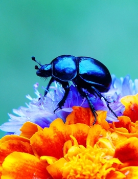 Paperback Notebook: Forest Beetle Flowers Petals insect larva species weevil firefly Book