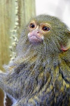 Paperback Pygmy Marmoset Journal: 150 page lined notebook/diary Book