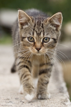 Paperback Brown Tabby Kitten Journal: 150 Page Lined Notebook/Diary Book