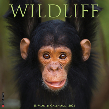 Calendar Wildlife 2024 12 X 12 Wall Calendar Book