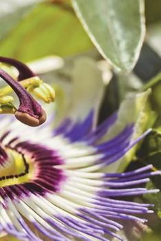 Paperback Passionfruit Notebook Book