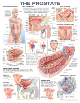 Wall Chart The Prostate Anatomical Chart Book