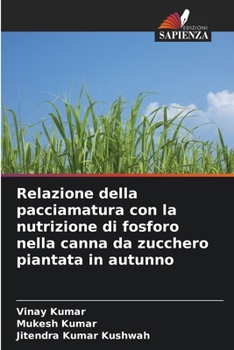 Relazione della pacciamatura con la nutrizione di fosforo nella canna da zucchero piantata in autunno