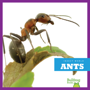 Ants - Book  of the Insect World