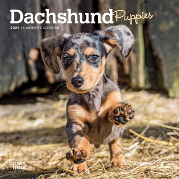 Calendar Dachshund Puppies 2021 Mini 7x7 Book
