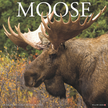 Calendar Moose 2020 Wall Calendar Book