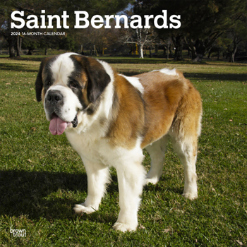 Calendar Saint Bernards 2024 Square Book