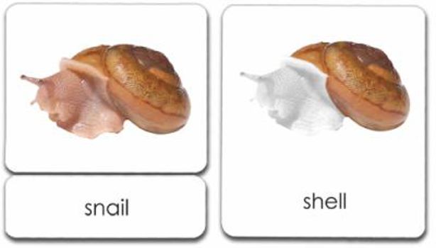 "Parts of" the Snail 3-Part Photo Cards
