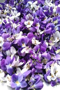 Paperback Violet Flower Journal Book