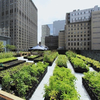Hardcover Greenwards: The New Delight in Urban Nature Book