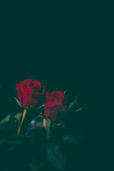 Paperback Red Petals Notebook Book