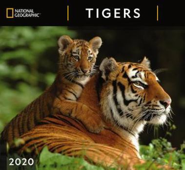 Calendar Cal 2020-National Geographic Tigers Wall Book