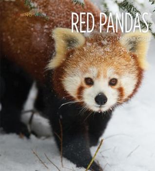 Red Pandas - Book  of the Living Wild