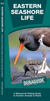 Paperback Eastern Seashore Life: A Folding Guide to Familiar Animals & Plants Book