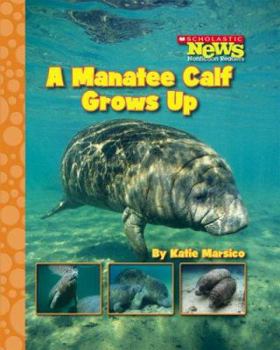 Library Binding A Manatee Calf Grows Up Book