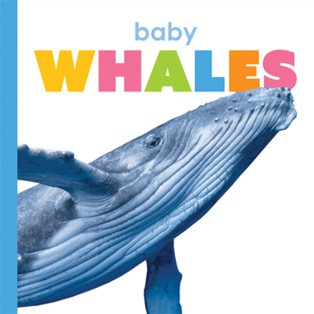 Paperback Baby Whales Book