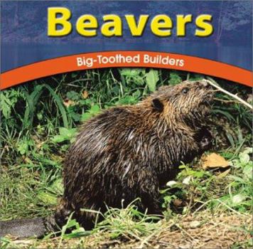 Hardcover Beavers: Big-Toothed Builders Book