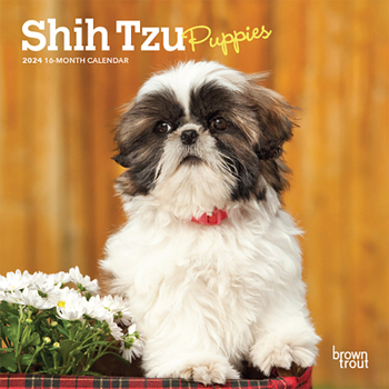 Calendar Shih Tzu Puppies 2024 Mini 7x7 Book
