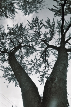 Paperback The Vortex: Illustrated Book